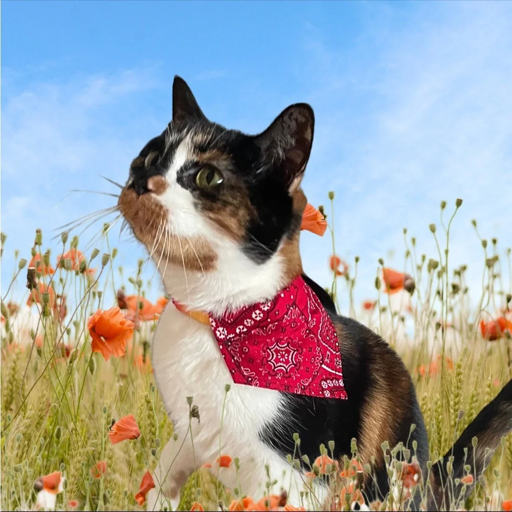 Handmade Cat or Small Dog Bandana NEW